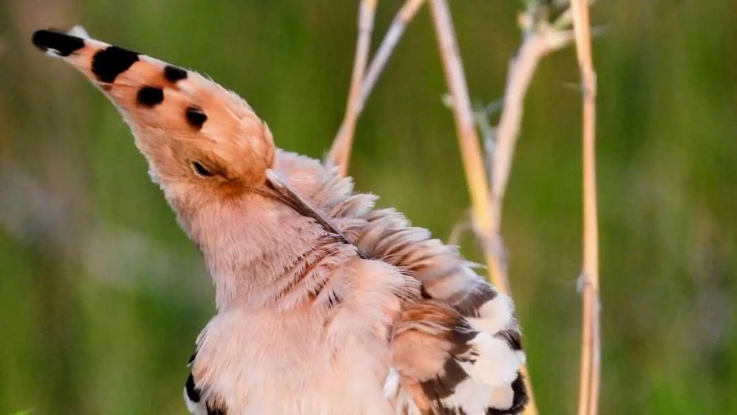 Hatay’da Milleyha Sulak Alanı Göçmen Kuşlarla Görsel Şölen Sunuyor 4